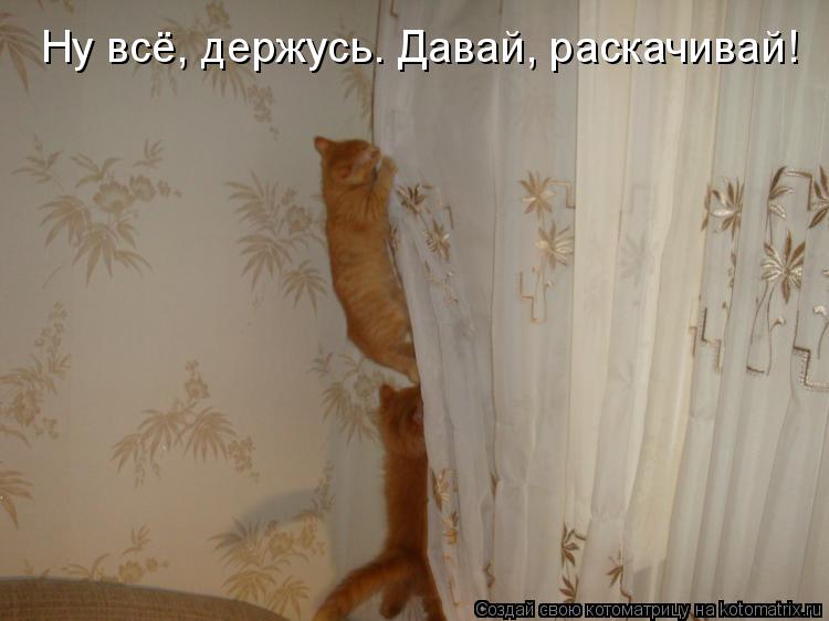 Ну всё, держусь. Давай, раскачивай!... Котоматрица: Ну всё, держусь. Давай, раскачивай!