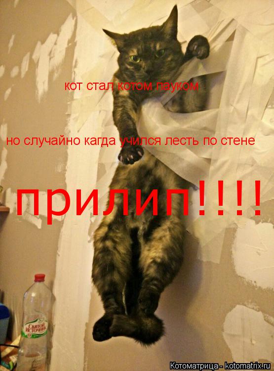 Котоматрица: кот стал котом пауком но случайно кагда учился лесть по стене прилип!!!!