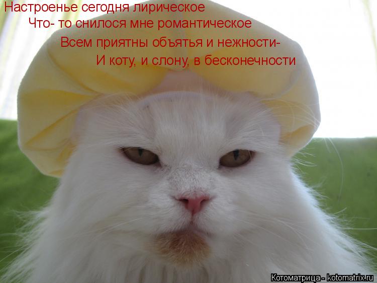 Настроенье сегодня лирическое Что- то снилося мне романтическое Всем приятны объятья и нежности- ... Котоматрица: Настроенье сегодня лирическое Что- то снилося мне романтическое Всем приятны объятья и нежности- И коту, и слону, в бесконечности