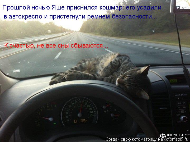 Прошлой ночью Яше приснился кошмар: его усадили в автокресло и пристегнули ремнем безопасности... К с... Котоматрица: Прошлой ночью Яше приснился кошмар: его усадили в автокресло и пристегнули ремнем безопасности... К счастью, не все сны сбываются...