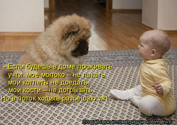- Если будешь в доме проживать, учти: моё молоко – не лакать, мои котлеты не доедать, мои кости – не ... Котоматрица: - Если будешь в доме проживать, учти: моё молоко – не лакать, мои котлеты не доедать, мои кости – не догрызать, Но в лоток ходить разрешаю уж!