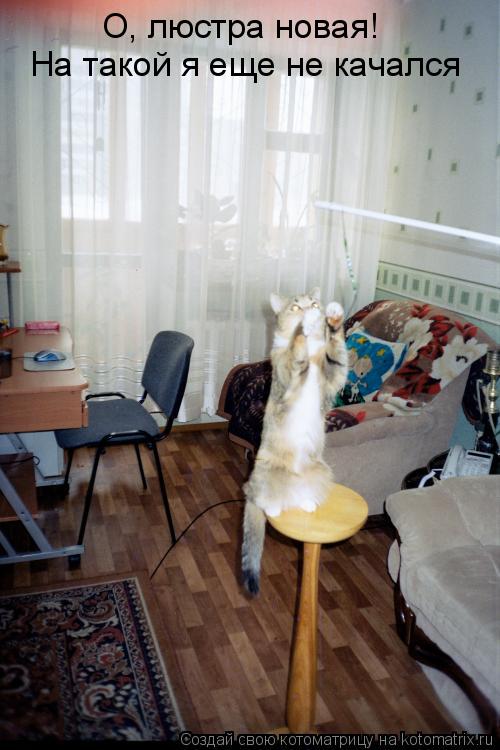 О, люстра новая! На такой я еще не качался... Котоматрица: О, люстра новая! На такой я еще не качался