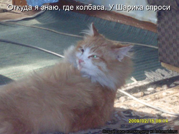 Откуда я знаю, где колбаса. У Шарика спроси... Котоматрица: Откуда я знаю, где колбаса. У Шарика спроси