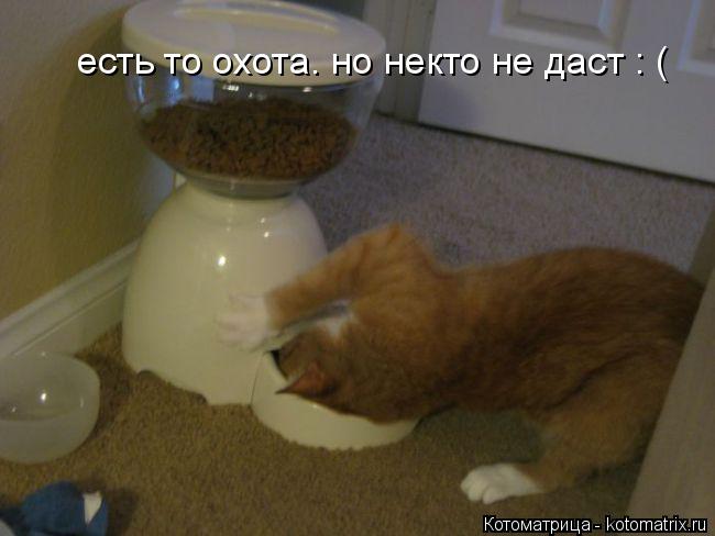 есть то охота. но некто не даст : (... Котоматрица: есть то охота. но некто не даст : (