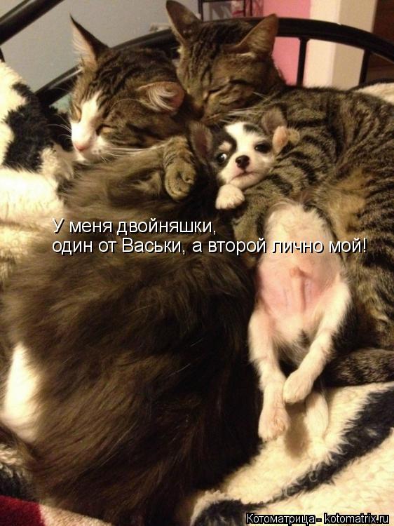 У меня двойняшки, один от Васьки, а второй лично мой!... Котоматрица: У меня двойняшки, один от Васьки, а второй лично мой!