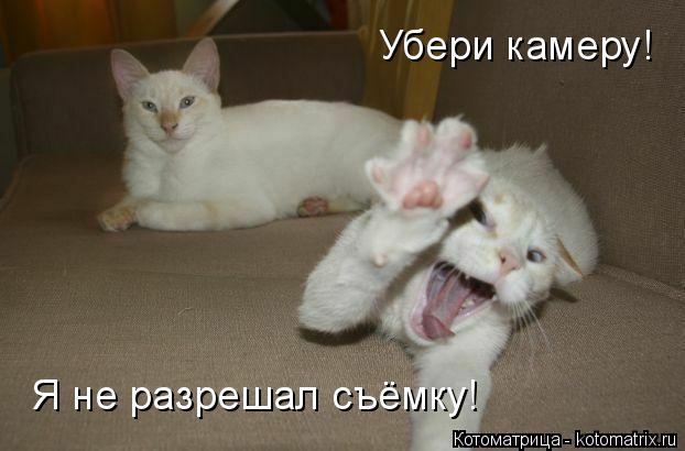 Убери камеру! Я не разрешал съёмку!... Котоматрица: Убери камеру! Я не разрешал съёмку!