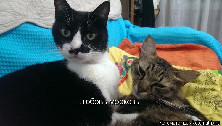 любовь морковь... Котоматрица: любовь морковь