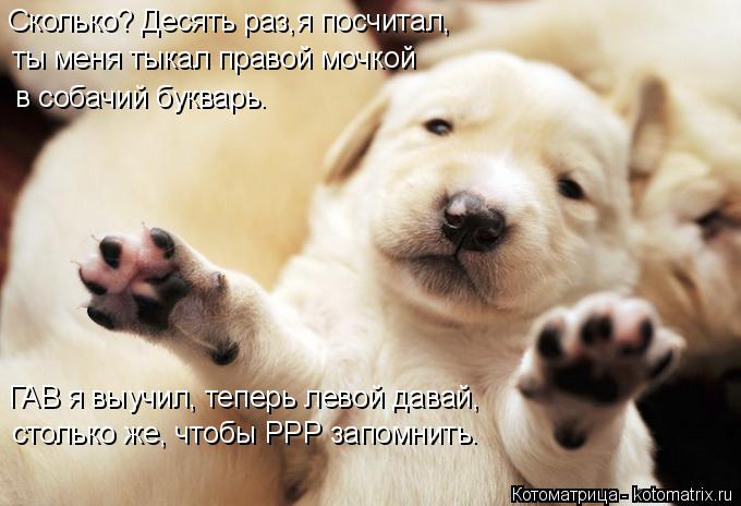 в собачий букварь. Сколько? Десять раз,я посчитал, ты меня тыкал правой мочкой ГАВ я выучил, теперь л... Котоматрица: в собачий букварь. Сколько? Десять раз,я посчитал, ты меня тыкал правой мочкой ГАВ я выучил, теперь левой давай, столько же, чтобы РРР запомни