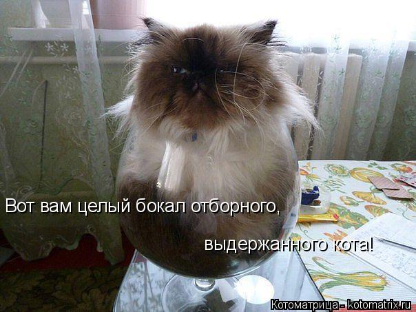 Вот вам целый бокал отборного, выдержанного кота!... Котоматрица: Вот вам целый бокал отборного, выдержанного кота!