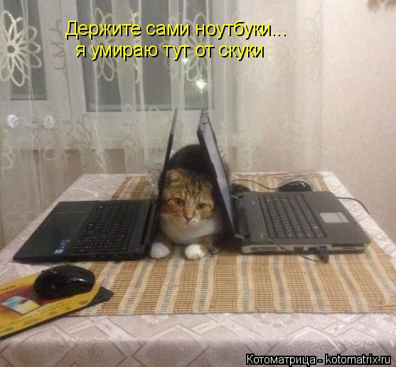 Держите сами ноутбуки... я умираю тут от скуки... Котоматрица: Держите сами ноутбуки... я умираю тут от скуки