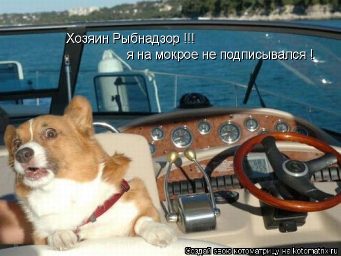 Хозяин Рыбнадзор !!! я на мокрое не подписывался !... Котоматрица: Хозяин Рыбнадзор !!! я на мокрое не подписывался !