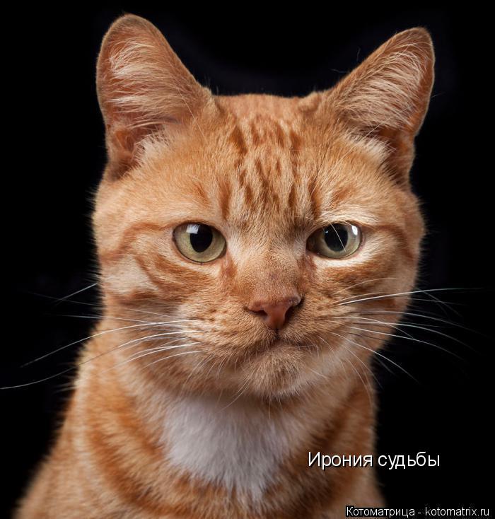 Ирония судьбы... Котоматрица: Ирония судьбы