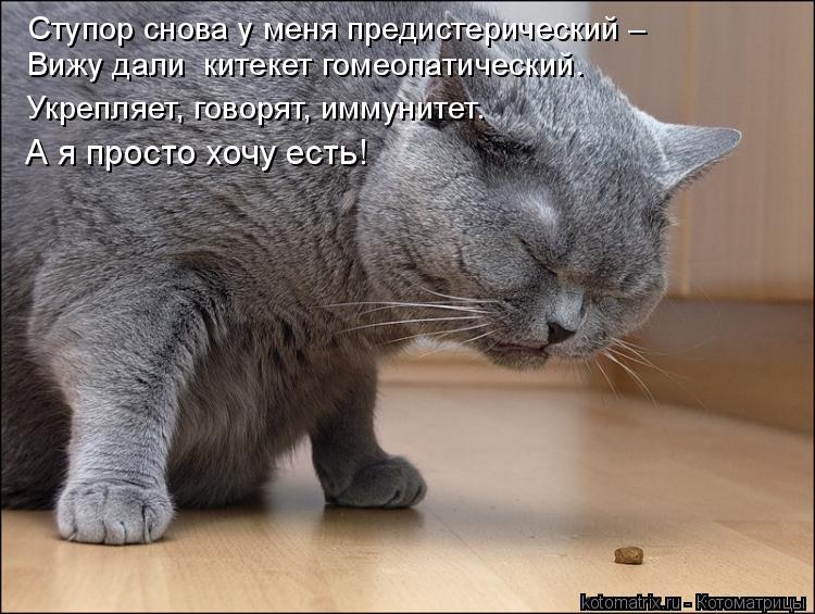 Ступор снова у меня предистерический – Вижу дали китекет гомеопатический. Укрепляет, говорят, иммуни... Котоматрица: Ступор снова у меня предистерический – Вижу дали китекет гомеопатический. Укрепляет, говорят, иммунитет. А я просто хочу есть!