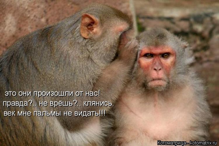 правда?.. не врёшь?.. клянись. век мне пальмы не видать!!! это они произошли от нас!... Котоматрица: правда?.. не врёшь?.. клянись. век мне пальмы не видать!!! это они произошли от нас!