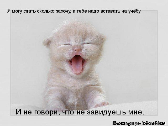 Я могу спать сколько захочу, а тебе надо вставать на учёбу. И не говори, что не завидуешь мне.... Котоматрица: Я могу спать сколько захочу, а тебе надо вставать на учёбу. И не говори, что не завидуешь мне.