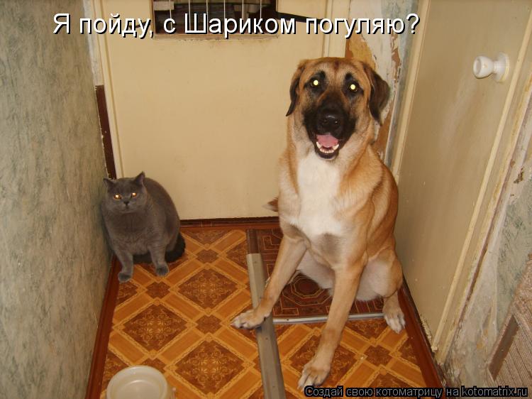 Я пойду, с Шариком погуляю?... Котоматрица: Я пойду, с Шариком погуляю?