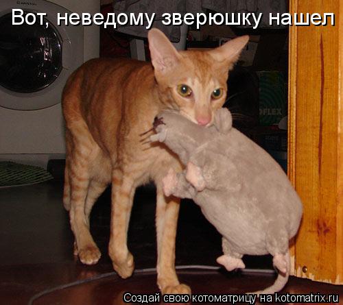 Вот, неведому зверюшку нашел... Котоматрица: Вот, неведому зверюшку нашел