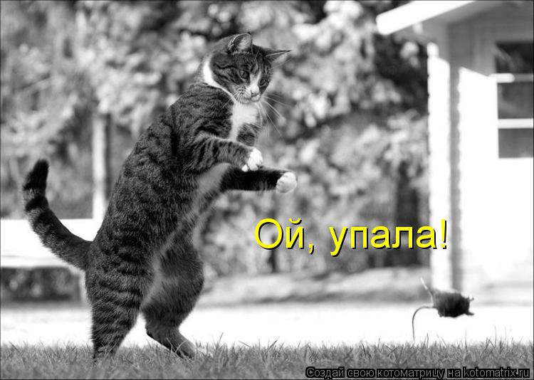 Ой, упала!... Котоматрица: Ой, упала!