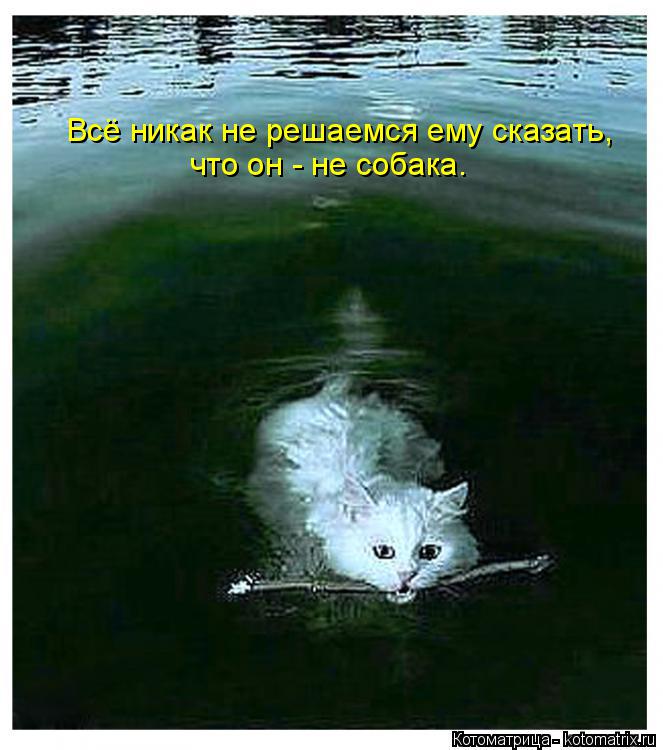 Котоматрица: Всё никак не решаемся ему сказать, что он - не собака.