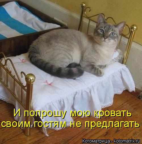 И попрошу мою кровать своим гостям не предлагать... Котоматрица: И попрошу мою кровать своим гостям не предлагать