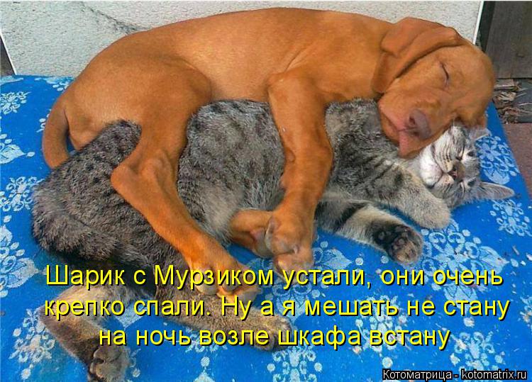 Шарик с Мурзиком устали, они очень крепко спали. Ну а я мешать не стану на ночь возле шкафа встану... Котоматрица: Шарик с Мурзиком устали, они очень крепко спали. Ну а я мешать не стану на ночь возле шкафа встану