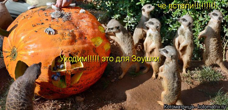че встали!!!!!!!!! Уходим!!!!! это для Зоушки... Котоматрица: че встали!!!!!!!!! Уходим!!!!! это для Зоушки