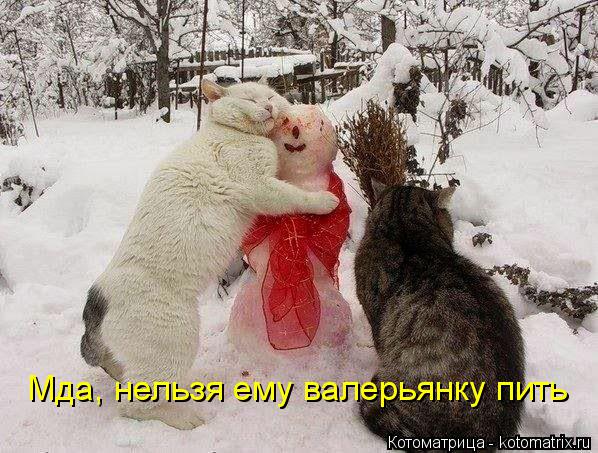 Мда, нельзя ему валерьянку пить... Котоматрица: Мда, нельзя ему валерьянку пить