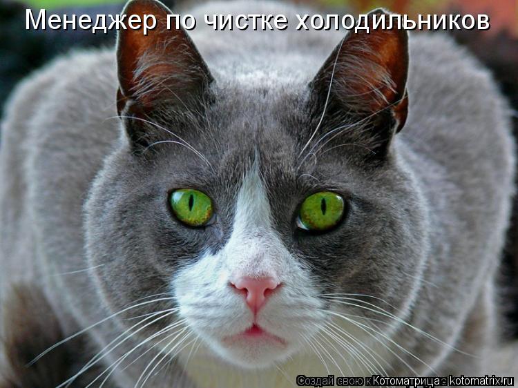 Менеджер по чистке холодильников... Котоматрица: Менеджер по чистке холодильников