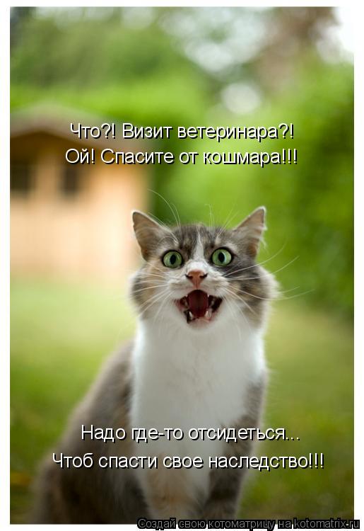 Котоматрица: Чтоб спасти свое наследство!!! Что?! Визит ветеринара?! Ой! Спасите от кошмара!!! Надо где-то отсидеться...