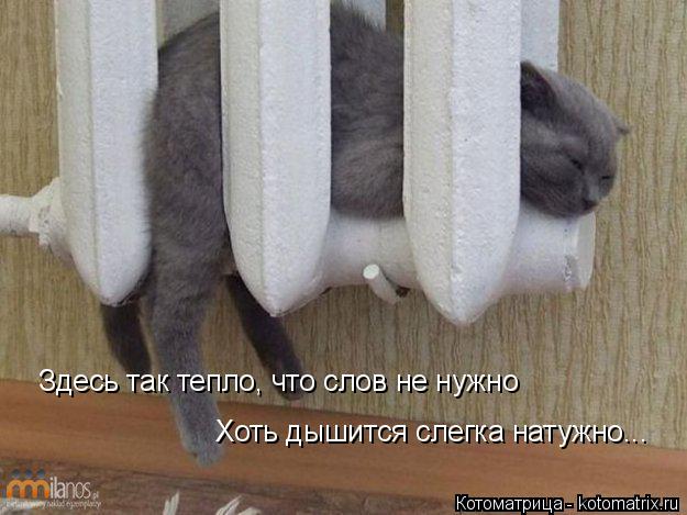 Котоматрица: Здесь так тепло, что слов не нужно Хоть дышится слегка натужно...