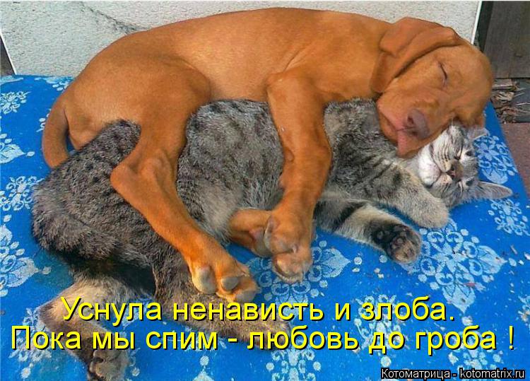 Пока мы спим - любовь до гроба ! Уснула ненависть и злоба.... Котоматрица: Пока мы спим - любовь до гроба ! Уснула ненависть и злоба.