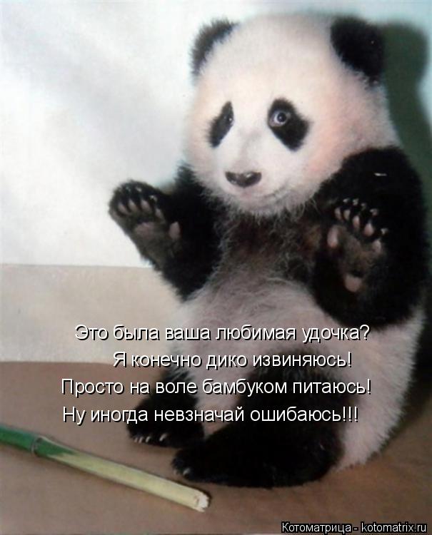 Котоматрица: Я конечно дико извиняюсь! Это была ваша любимая удочка? Просто на воле бамбуком питаюсь! Ну иногда невзначай ошибаюсь!!!