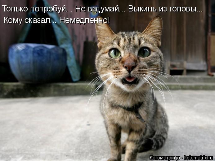 Только попробуй... Не вздумай... Выкинь из головы... Кому сказал... Немедленно!... Котоматрица: Только попробуй... Не вздумай... Выкинь из головы... Кому сказал... Немедленно!