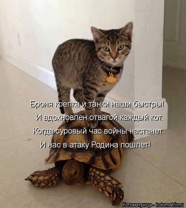 Котоматрица: Броня крепка и танки наши быстры!  И вдохновлен отвагой каждый кот. Когда суровый час войны настанет. И нас в атаку Родина пошлет!