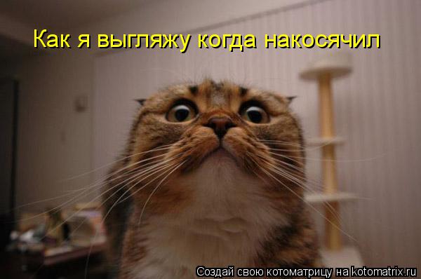 Как я выгляжу когда накосячил... Котоматрица: Как я выгляжу когда накосячил