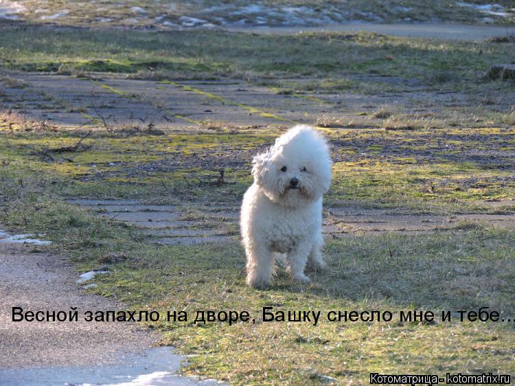 Весной запахло на дворе, Башку снесло мне и тебе...... Котоматрица: Весной запахло на дворе, Башку снесло мне и тебе...