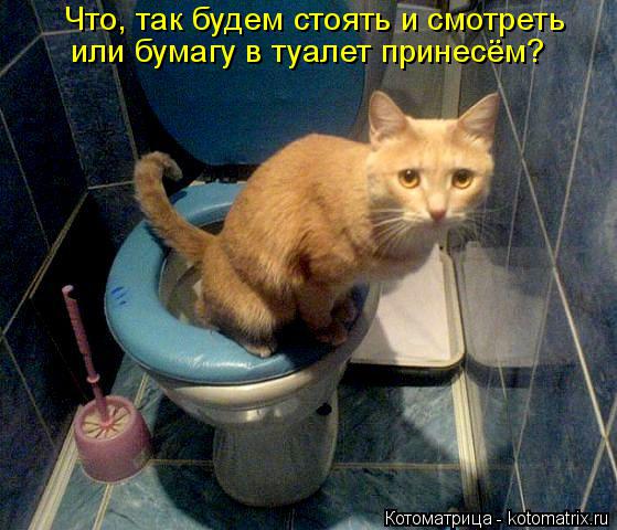 Котоматрица: Что, так будем стоять и смотреть или бумагу в туалет принесём?