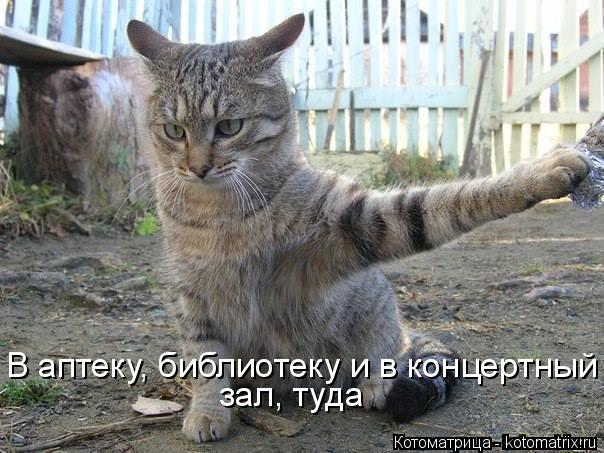 Котоматрица: зал, туда В аптеку, библиотеку и в концертный