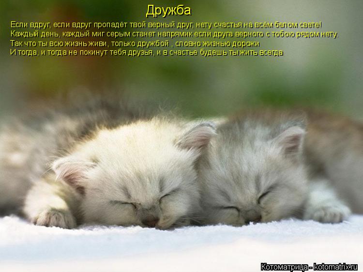 Котоматрица: И тогда, и тогда не покинут тебя друзья, и в счастье будешь ты жить всегда Так что ты всю жизнь живи, только дружбой , словно жизнью дорожи Дру
