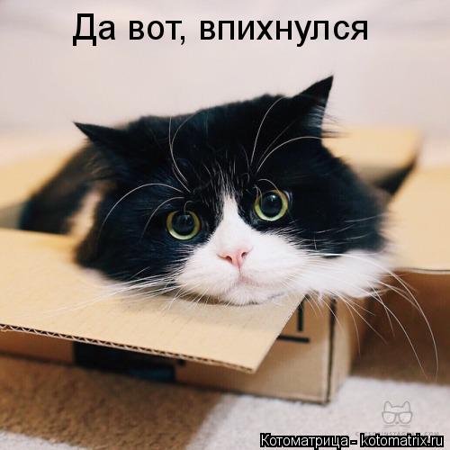 Котоматрица: Да вот, впихнулся
