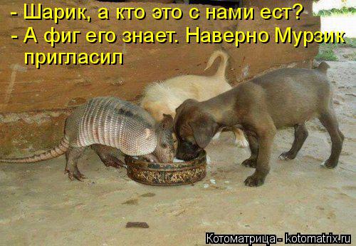 - Шарик, а кто это с нами ест? - А фиг его знает. Наверно Мурзик пригласил... Котоматрица: - Шарик, а кто это с нами ест? - А фиг его знает. Наверно Мурзик пригласил