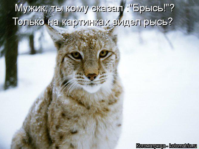 Мужик, ты кому сказал :"Брысь!"? Только на картинках видел рысь?... Котоматрица: Мужик, ты кому сказал :"Брысь!"? Только на картинках видел рысь?