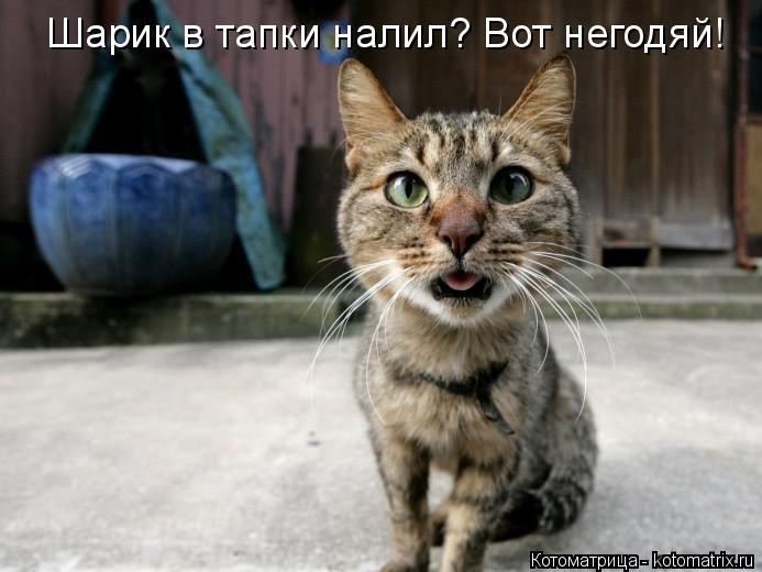 Шарик в тапки налил? Вот негодяй!... Котоматрица: Шарик в тапки налил? Вот негодяй!
