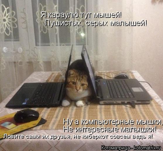 Котоматрица: Я караулю тут мышей! Пушистых, серых малышей! Ну а компьютерные мышки, Не интересные малышки! Ловите сами их друзья, не киберкот совсем ведь 