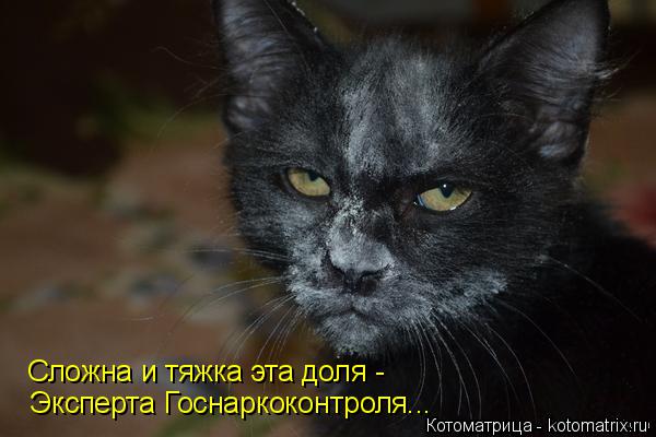 Сложна и тяжка эта доля - Эксперта Госнаркоконтроля...... Котоматрица: Сложна и тяжка эта доля - Эксперта Госнаркоконтроля...
