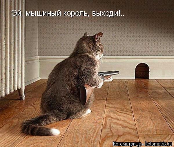 Эй, мышиный король, выходи!..... Котоматрица: Эй, мышиный король, выходи!..