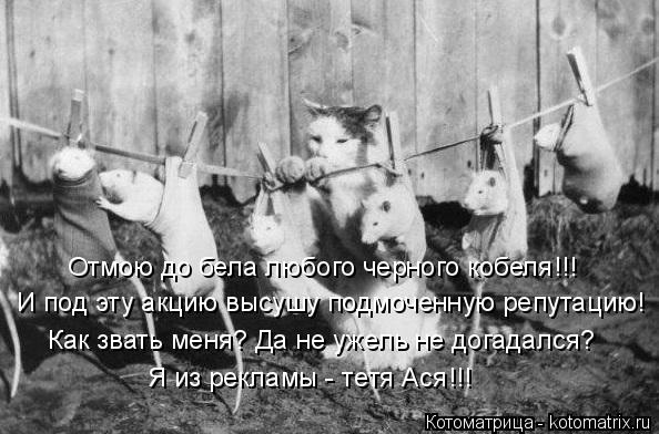 Котоматрица: И под эту акцию высушу подмоченную репутацию! Отмою до бела любого черного кобеля!!! Как звать меня? Да не ужель не догадался? Я из рекламы - т