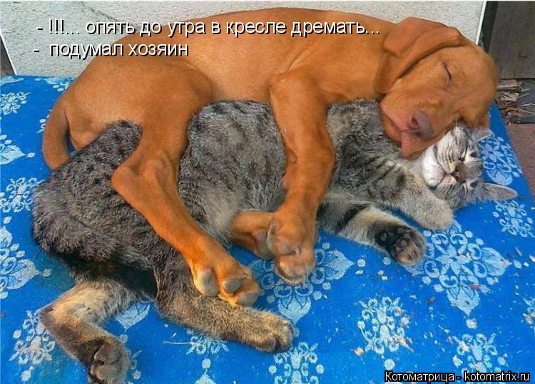 - !!!... опять до утра в кресле дремать... - подумал хозяин... Котоматрица: - !!!... опять до утра в кресле дремать... - подумал хозяин
