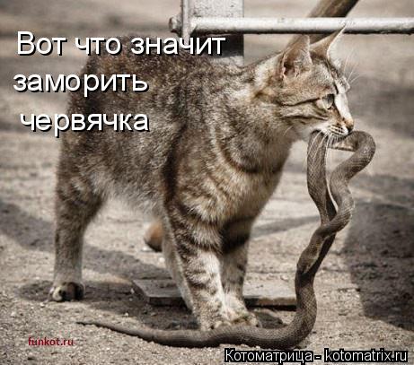Вот что значит заморить червячка... Котоматрица: Вот что значит заморить червячка