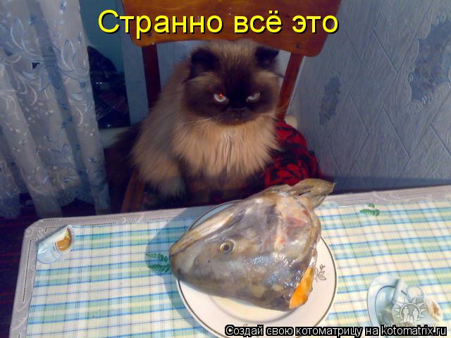 Странно всё это... Котоматрица: Странно всё это